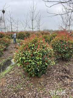 冠幅100厘米红叶石楠球
