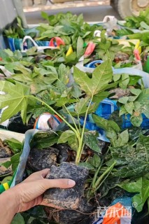 高度30厘米八角金盘小苗