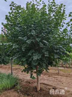 高度400厘米丁香