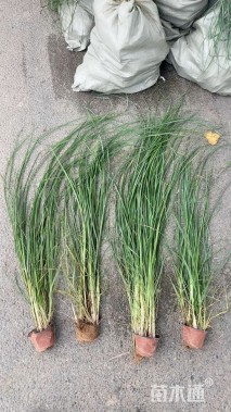 高度80厘米香茅