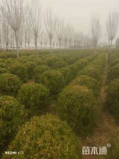 冠幅80厘米小叶黄杨球