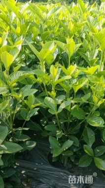 高度30厘米大叶栀子