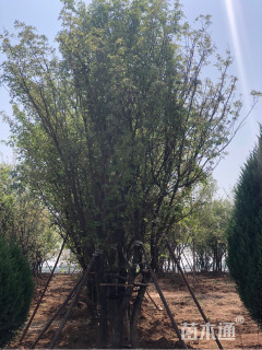 高度800厘米丛生五角枫