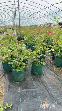 高度50厘米欧洲月季