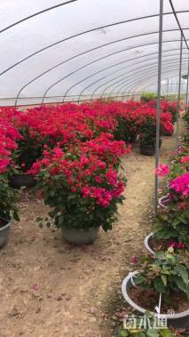 高度90厘米三角梅