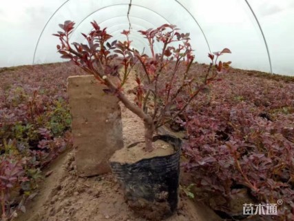 高度25厘米大花月季