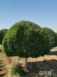 14公分高杆卫矛球