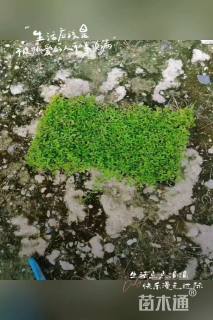 高度30厘米姬岩垂草