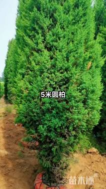 高度180厘米圆柏