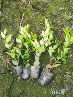 高度35厘米金森女贞