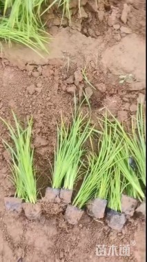 高度40厘米马莲