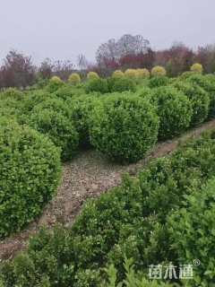 冠幅100厘米卫矛球