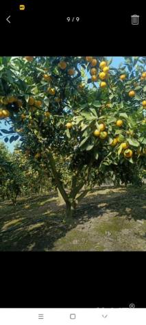 高度450厘米椪柑