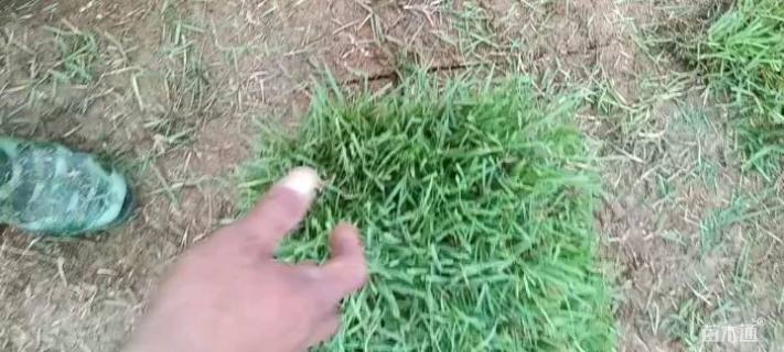 草块状中华结缕草