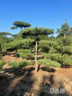 高度250厘米造型华山松