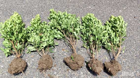 高度40厘米瓜子黄杨