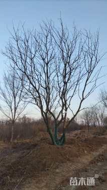 50公分(3杆)丛生黄连木