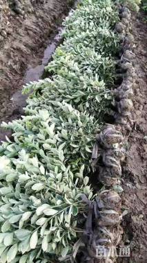 高度50厘米金边黄杨