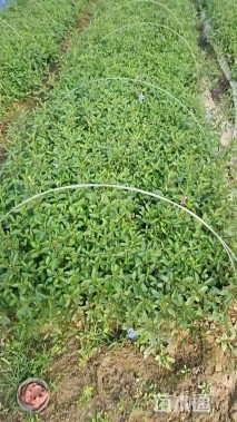 高度20厘米鼠尾草