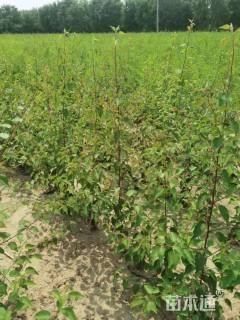 高度120厘米山杏小苗