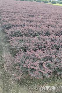 高度30厘米红花继木