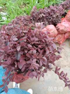 高度30厘米红花继木