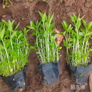 高度25厘米千屈菜