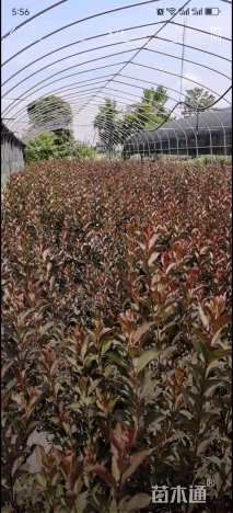 高度50厘米红王子锦带