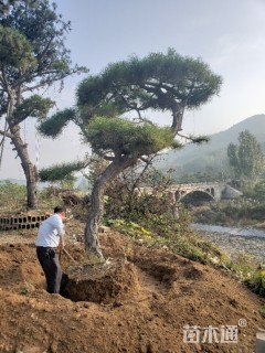 造型松