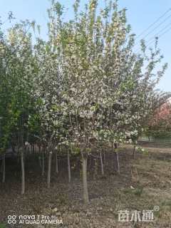 10公分春雪海棠