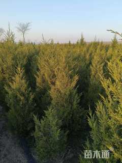 高度100厘米桧柏