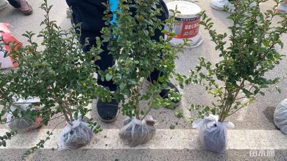 高度40厘米水蜡