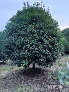 冠幅200厘米桂花球