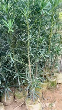 高度40厘米罗汉松小苗