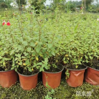 高度25厘米鼠尾草