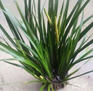 高度10厘米石菖蒲