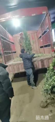 高度120厘米北海道黄杨