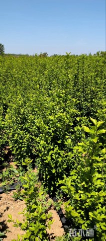 高度100厘米丛生木槿