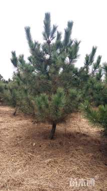 高度200厘米黑松