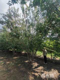 高度600厘米丛生茶条槭