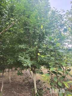 12公分木瓜