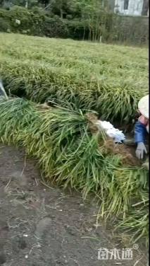 高度30厘米兰花