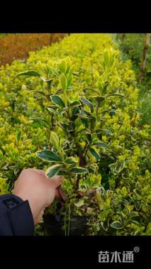 高度25厘米金边黄杨