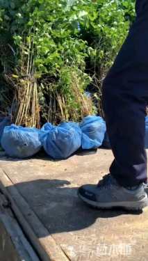 高度150厘米金银木