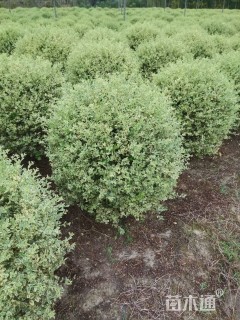 冠幅150厘米银姬小蜡球