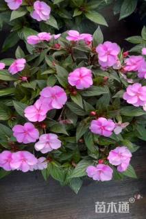 高度40厘米凤仙花