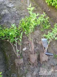 高度50厘米溲疏