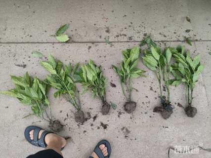 40厘米熊掌木