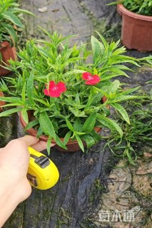 高度30厘米欧石竹