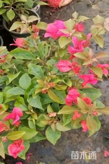 高度40厘米三角梅